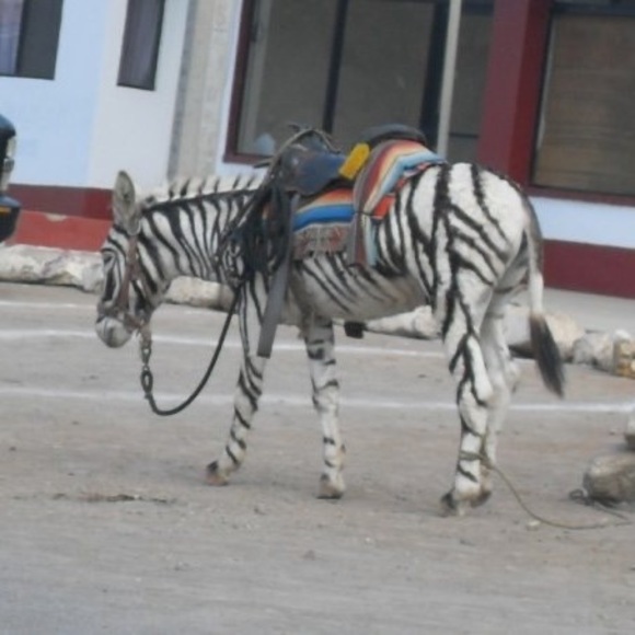 Meet your Posher, Daphne - Picture 1 of 1